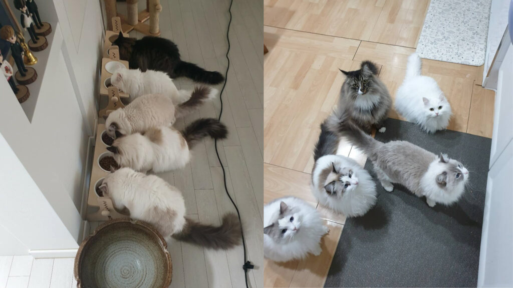 Meet the 5 most adorable pets from our favorite esports players League of Legends, Peanut, cats